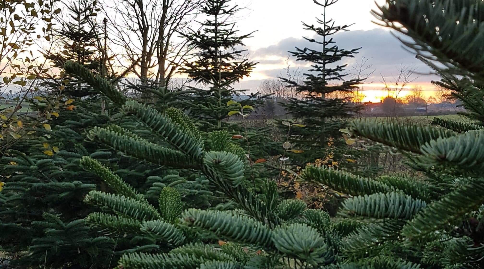 Woodfield Christmas Tree Adoption Event