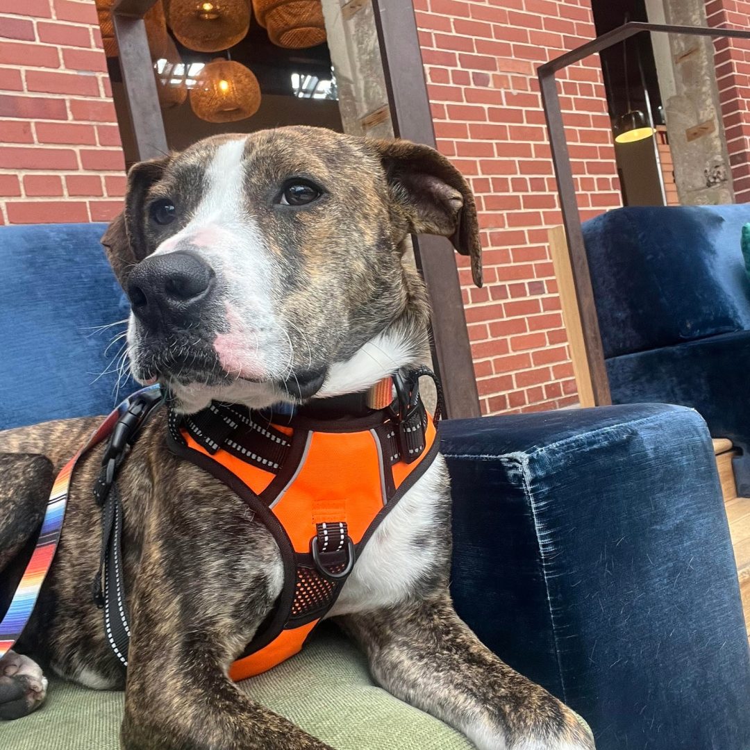 Adobe Express - file